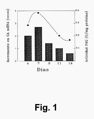 ANTICUERPOS ISOENZIMA-ESPECIFICOS FRENTE A LA GLUTAMINASA HUMANA TIPOS K Y L.